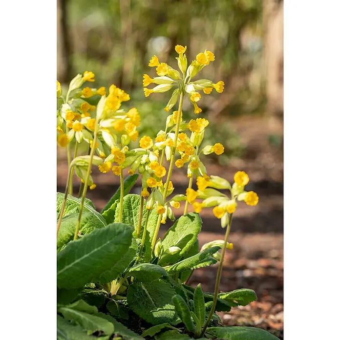 Piardino Primel - Primula veris 'Cabrillo Dark Yellow', Topfgröße: 13 cm, Gelb - Nahaufnahme leuchtend gelber Schlüsselblumen mit grünen Blättern in natürlicher Umgebung.