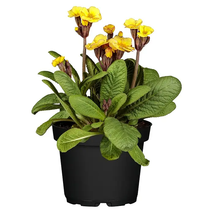 Piardino Primel - Primula veris 'Cabrillo Dark Yellow', Topfgröße: 13 cm, Gelb - Gelbe Primel mit grünen Blättern in einem schwarzen Topf.