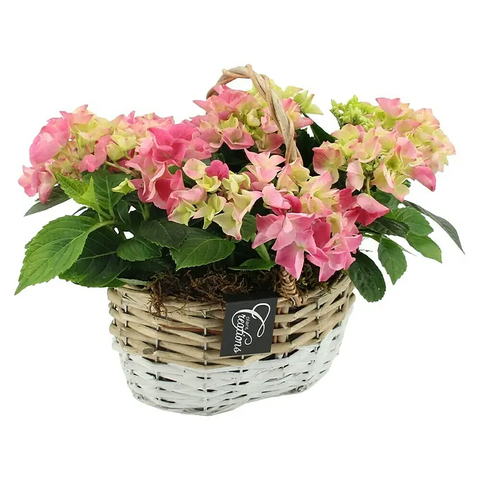 Piardino Bauernhortensie im Korb - Hydrangea, Topfgröße: 23, verschiedene Farben - Hortensienpflanze mit rosa und hellgrünen Blüten in einem geflochtenen, teilweise weiß bemalten Korb mit schwarzem Etikett.