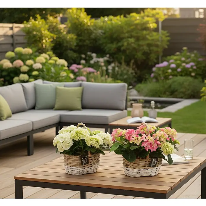 Piardino Bauernhortensie im Korb - Hydrangea, Topfgröße: 23, verschiedene Farben - Zwei Topfhortensien, hellgrün und rosa/grün, in geflochtenen Körben auf einem Gartentisch.