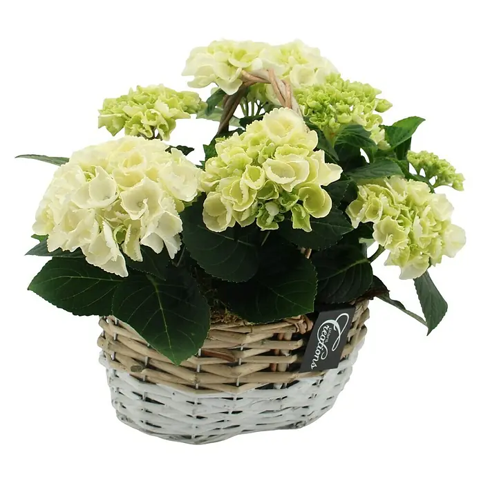 Piardino Bauernhortensie im Korb - Hydrangea, Topfgröße: 23, verschiedene Farben - Weiße und hellgrüne Hortensien in einem dekorativen weißen Weidenkorb.