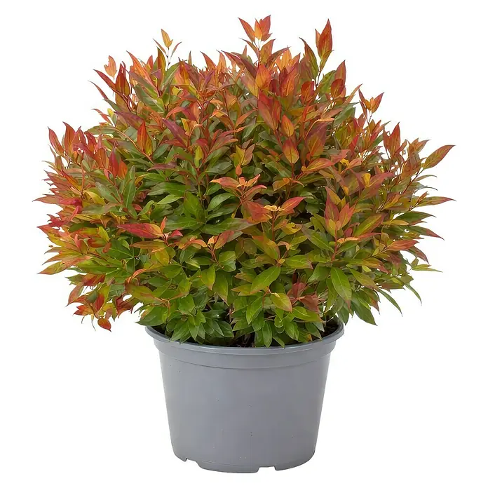 Piardino Traubenheide - Leucothoe in Sorten gemischt, Topfgröße: 23 cm - Topfpflanze mit leuchtend roten und grünen Blättern in einem grauen Topf.