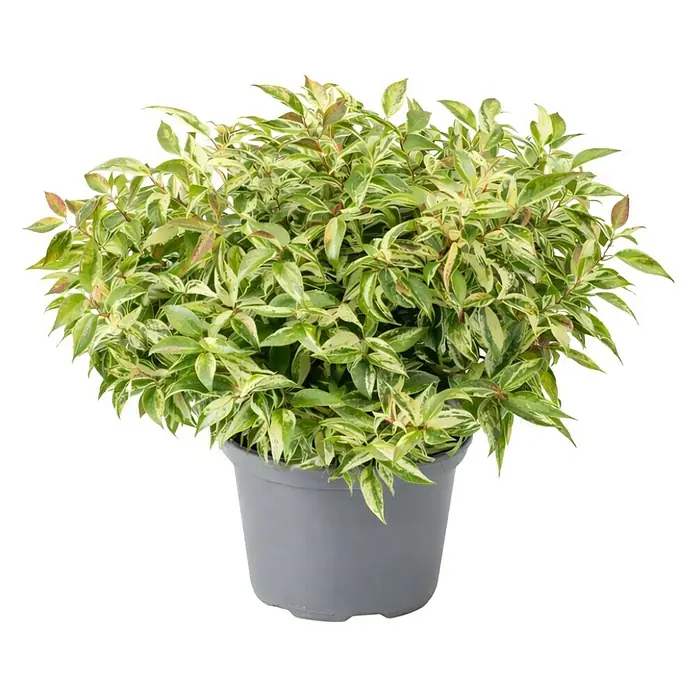 Piardino Traubenheide - Leucothoe in Sorten gemischt, Topfgre: 23 cm  online kaufen bei BAUHAUS