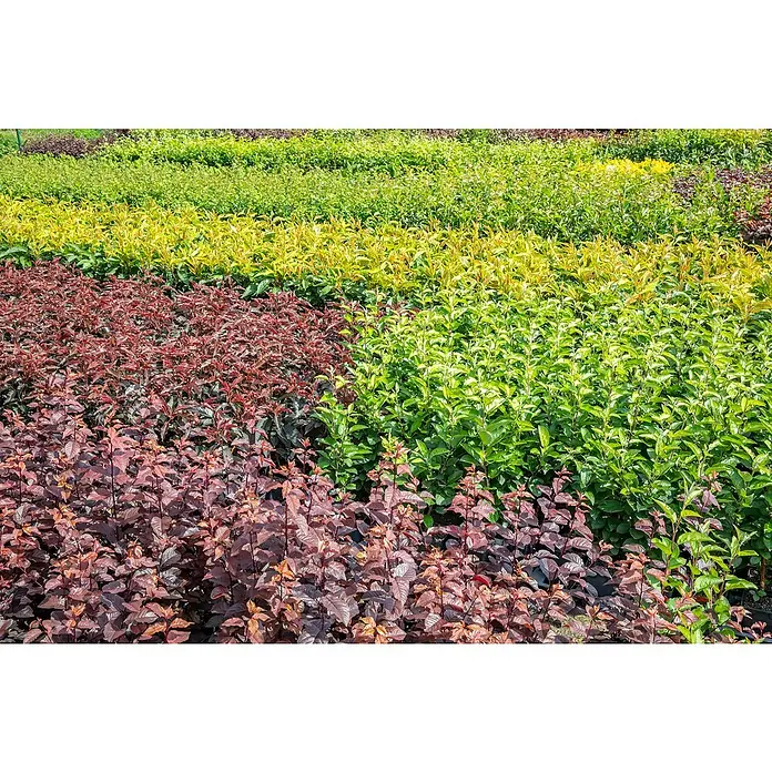 Piardino Traubenheide - Leucothoe in Sorten gemischt, Topfgröße: 23 cm - Reihen von Pflanzen mit grünen, gelben und roten Blättern auf einem Baumschulfeld.