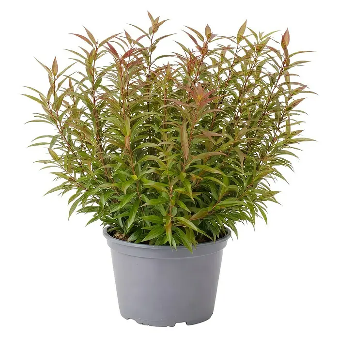 Piardino Traubenheide - Leucothoe in Sorten gemischt, Topfgröße: 23 cm - Topfpflanze mit grünen und rötlichen Blättern in einem grauen Topf.