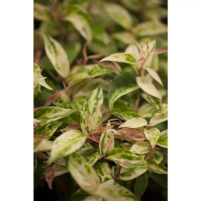 Piardino Traubenheide - Leucothoe in Sorten gemischt, Topfgröße: 23 cm - Nahaufnahme von lebhaften panaschierten Blättern in Grün, Weiß und Rosa-Rot, die eine gesunde Pflanze zeigen.