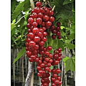 Rote Johannisbeere Rolan (Ribes rubrum Rolan, Topfgröße: 3 l, Erntezeit: Juli)