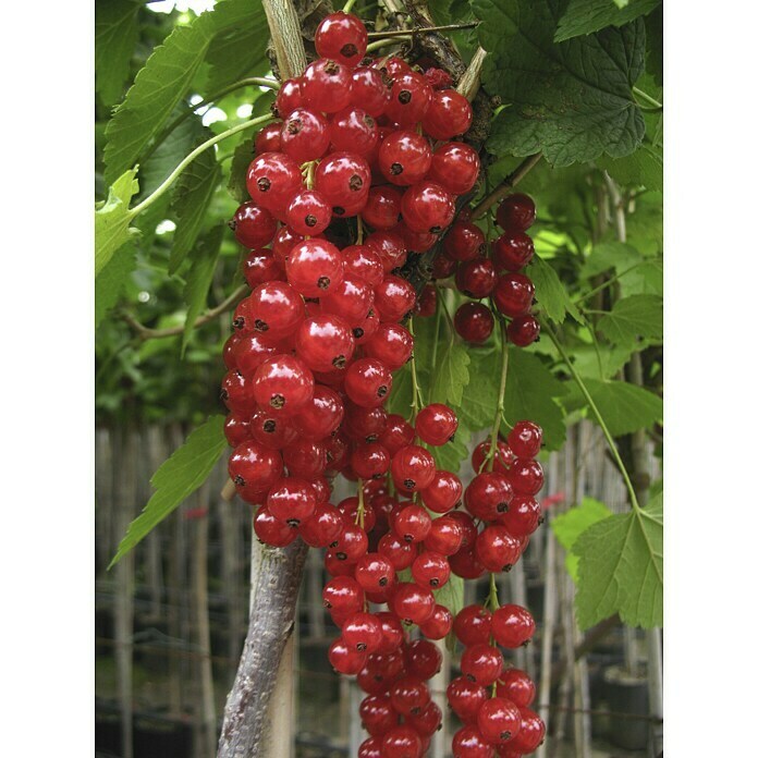 Rote Johannisbeere Jonkheer van Tets (Ribes rubrum Jonkheer van Tets, Topfgröße: 4 l, Erntezeit: Juli)