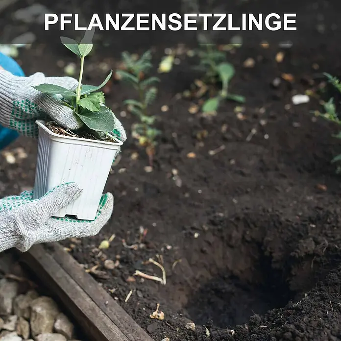 Scheppach Erdbohrer EB2000 - 1.450 W, Durchmesser Bohrer: 100 mm - Pflanzensetzling in weißem Topf, von behandschuhten Händen über einem Pflanzloch gehalten.
