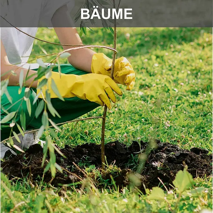 Scheppach Erdbohrer EB2000 - 1.450 W, Durchmesser Bohrer: 100 mm - Person in gelben Handschuhen pflanzt einen jungen Baumsetzling in die Erde.