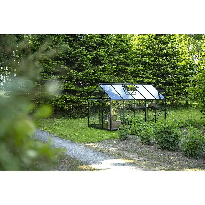 Halls Gewächshaus Popular 106 - Außenmaß inkl. Dachüberstand (B x T): 193 x 319 cm, Blankglas, 3 mm, Schwarz - Schwarz umrandetes Glasgewächshaus mit geöffneten Dachlüftern, in einem Garten mit Bäumen und Pflanzen.