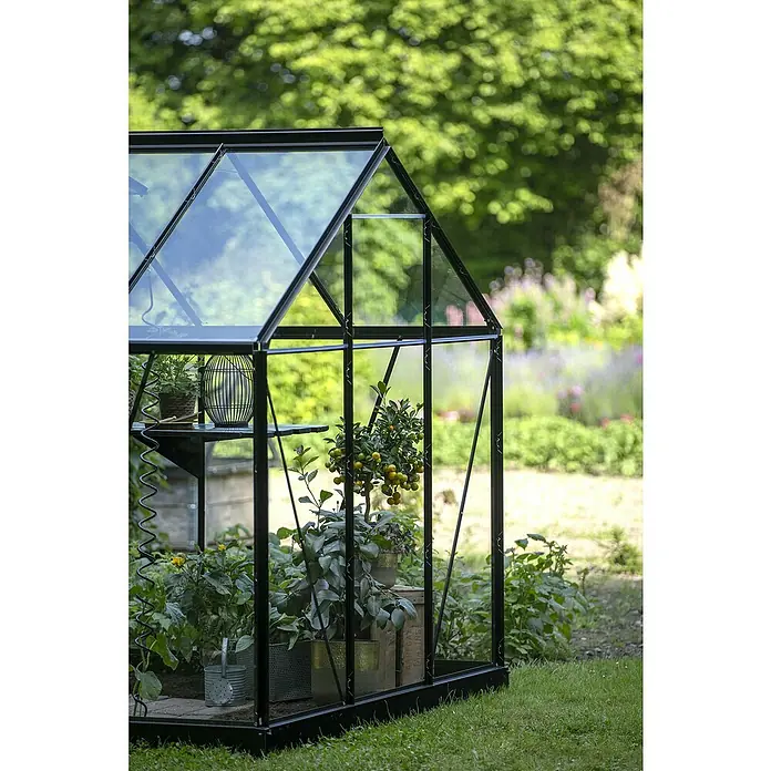 Halls Gewächshaus Popular 106 - Außenmaß inkl. Dachüberstand (B x T): 193 x 319 cm, Blankglas, 3 mm, Schwarz - Ein kompaktes Gewächshaus mit schwarzem Rahmen aus Glas steht in einem üppigen Garten, gefüllt mit Topfpflanzen und Zitrusbäumen.