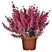 Brezo (Erica gracilis, Tamaño de maceta: 11 cm, Rojo)