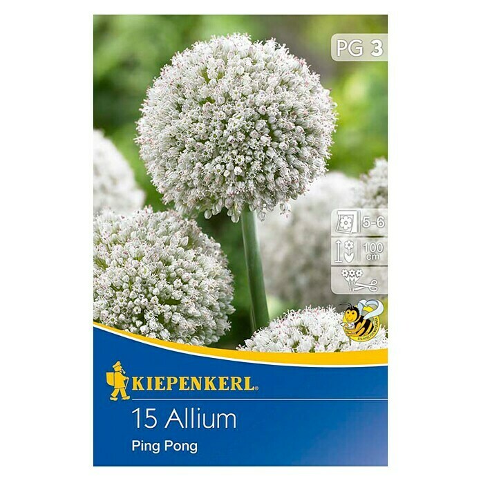 Kiepenkerl Frühlingsblumenzwiebeln Zierlauch 'Ping Pong'Allium ampeloprasum, 15 Stk. Front View