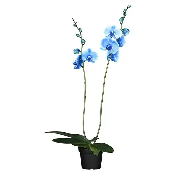 Piardino Schmetterlingsorchidee - Phalaenopsis Hybride 'Dark Blue', Topfgröße: 12 cm, Blau, Anzahl Triebe: 2 Stk., Aufrecht