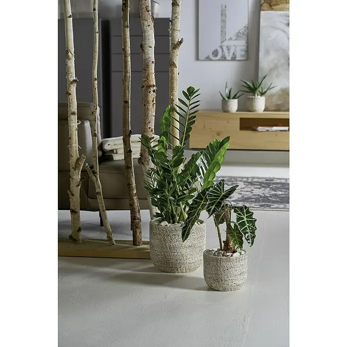 Soendgen Keramik Übertopf rund Portland - Außenmaß (Ø x H): 18 x 16 cm, Weiß, Keramik - Eine Nahaufnahme von zwei Zimmerpflanzen in strukturierten Töpfen, die ein modernes Wohnambiente mit Birkenstämmen und sanften Farbtönen schaffen.