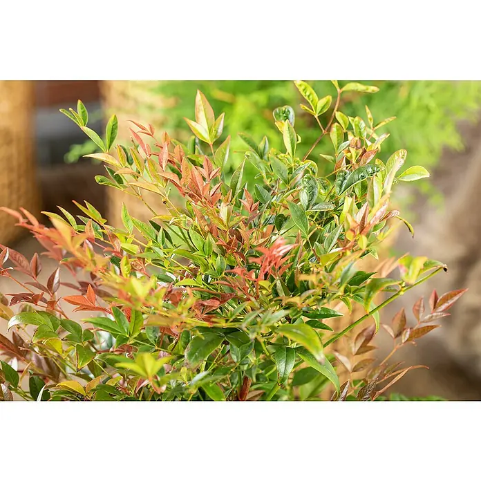 Piardino Himmelsbambus - Nandina domestica, Topfvolumen: 2 l - Nahaufnahme einer lebhaften, buschigen Pflanze mit grünen und rot-orangen Blättern, die saisonales Laub zeigt.