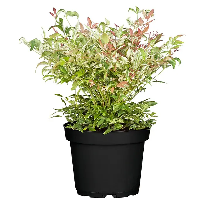 Piardino Himmelsbambus - Nandina domestica, Topfvolumen: 2 l - Buntlaubige Pflanze mit grünen, weißen und roten Blättern im schwarzen Topf.