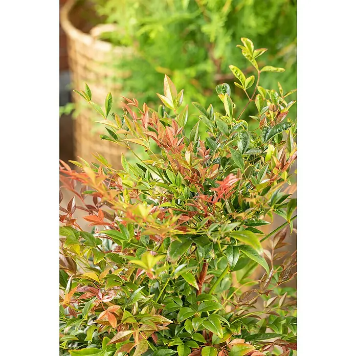Piardino Himmelsbambus - Nandina domestica, Topfvolumen: 2 l - Lebendige Zierpflanze mit grünen und rötlich-orangen Blättern, die ihr farbenfrohes Laub zeigt.