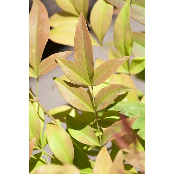 Piardino Himmelsbambus - Nandina domestica, Topfvolumen: 2 l - Zierpflanze mit mehrfarbigen grünen, rotbraunen und gelben Blättern.