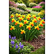 Narcissus 12 Jetfiregrossblumig gelb or