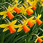 Narcissus 12 Jetfiregrossblumig gelb or