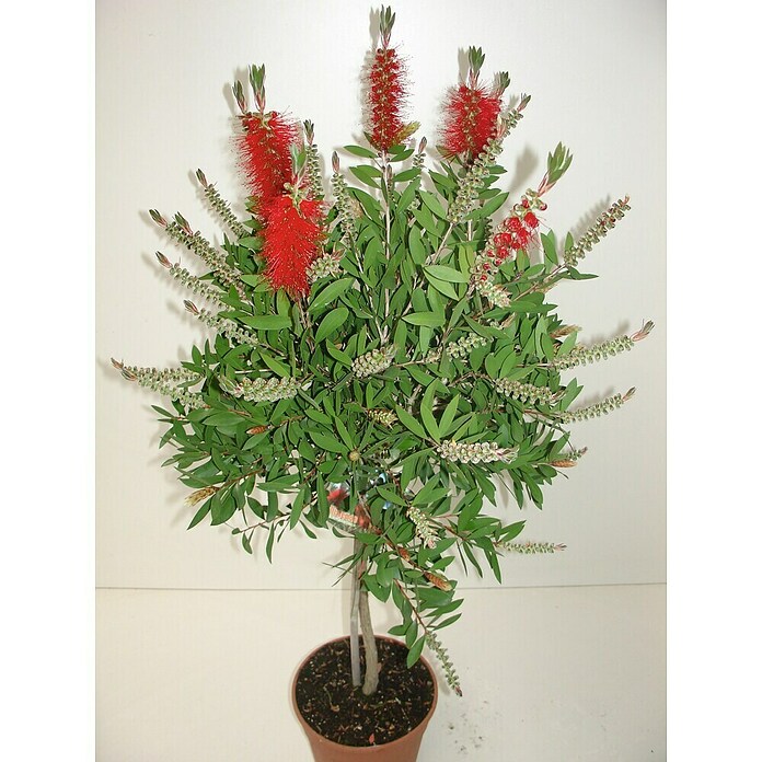 Callistemon splendens 22 Solitaer