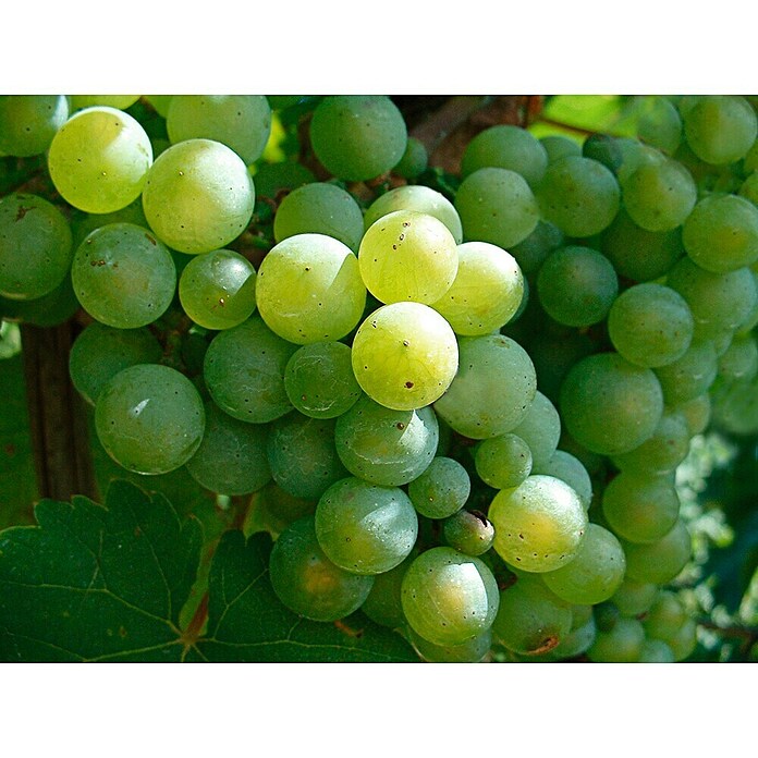 Piardino Bio Weinrebe (Vitis vinifera, Topfvolumen: 3 l) | BAUHAUS