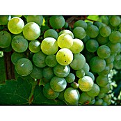 Piardino Bio Weinrebe (Vitis vinifera, Topfvolumen: 3 l) | BAUHAUS