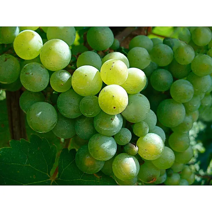 Piardino Bio Weinrebe - Vitis vinifera, Topfvolumen: 3 l - Nahaufnahme einer leuchtenden Traube frischer grüner Trauben am Weinstock.