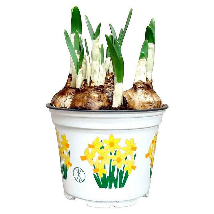 Narcissus 12 Jetfiregrossblumig gelb or