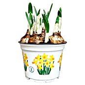 Narcissus 12 Jetfiregrossblumig gelb or