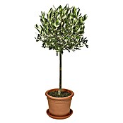 Piardino Olivenbaum (Olea europaea, Topfgröße: 19 cm) | BAUHAUS