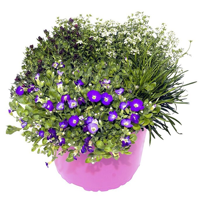 Piardino Frühlingsblüher in Sorten gemischt (z.B. Aubrieta, Phlox, Saxifraga, Topfgröße: 9 cm, Sortenabhängig) | BAUHAUS