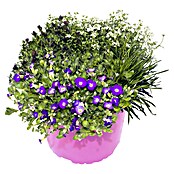 Piardino Frühlingsblüher in Sorten gemischt (z.B. Aubrieta, Phlox, Saxifraga, Topfgröße: 9 cm, Sortenabhängig) | BAUHAUS