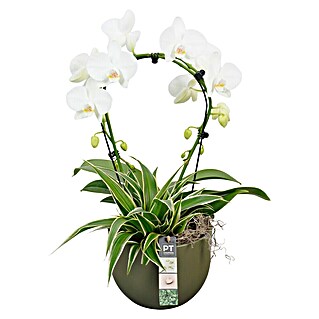 Piardino Schmetterlingsorchidee am Bogen in Keramik (Phalaenopsis, Topfgröße: 19 cm, Weiß, Aufrecht)