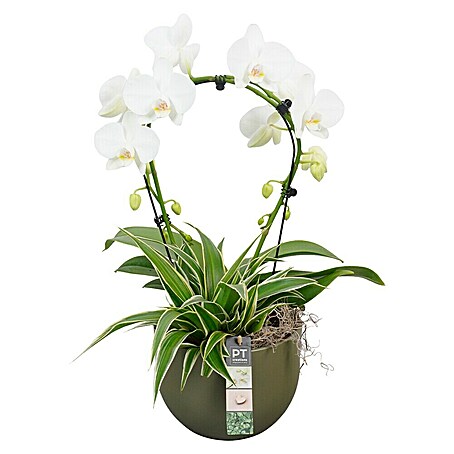 Piardino Schmetterlingsorchidee am Bogen in Keramik (Phalaenopsis, Topfgröße: 19 cm, Weiß, Aufrecht)