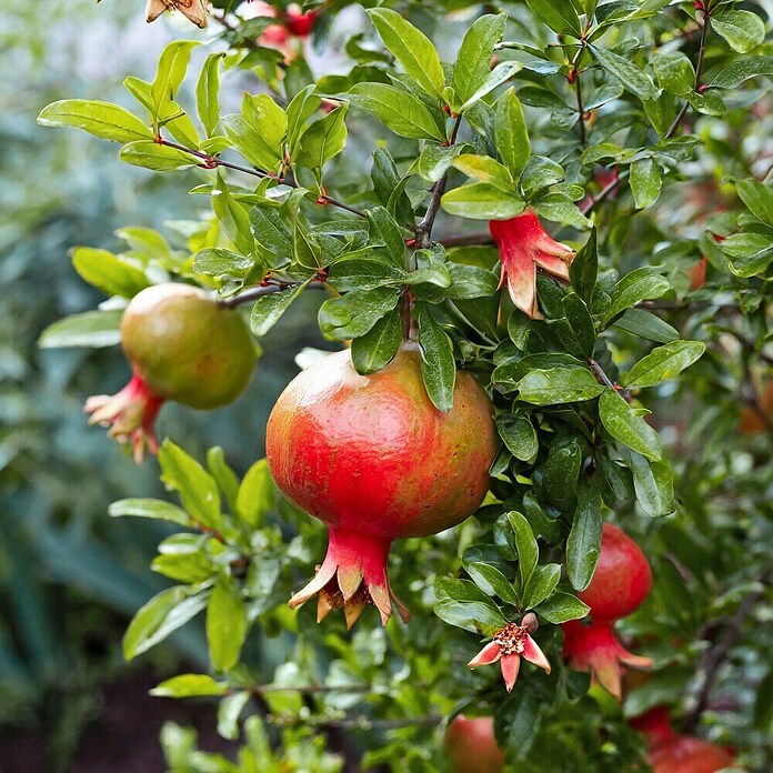 Piardino Granatapfelbaum (Punica granatum, Topfvolumen: 5 l) | BAUHAUS