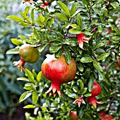 Piardino Granatapfelbaum (Punica granatum, Topfvolumen: 5 l) | BAUHAUS