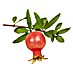 Piardino Granatapfelbaum 
