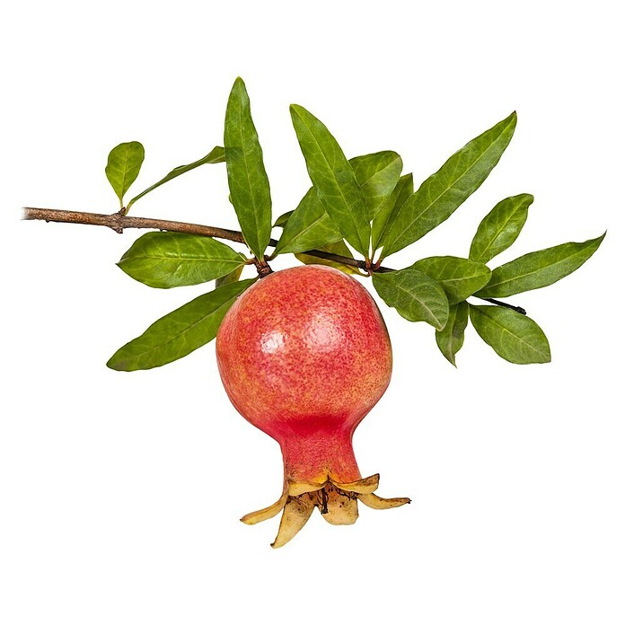 Piardino Granatapfelbaum (Punica granatum, Topfvolumen: 5 l) | BAUHAUS