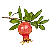 Piardino Granatapfelbaum (Punica granatum, Topfvolumen: 5 l) | BAUHAUS