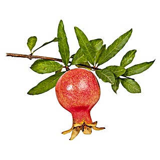 Piardino Granatapfelbaum (Punica granatum, Topfvolumen: 5 l)