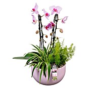 Arrangement Indoor Ostern Nr. 9 0
