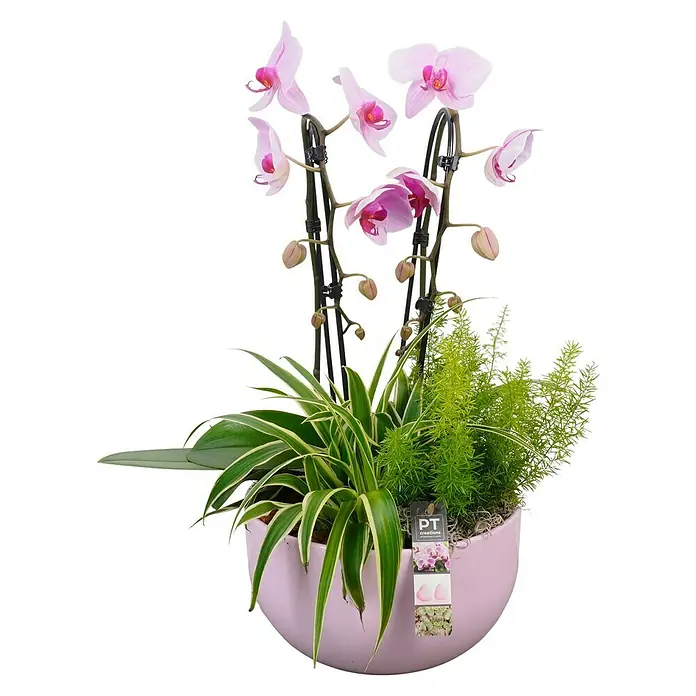 Piardino Schmetterlingsorchidee in Keramik - Phalaenopsis, Topfgröße: 26 cm, Rosa, Aufrecht - Rosa Orchideen- und Grünpflanzenarrangement in einem hellrosa Dekotopf.
