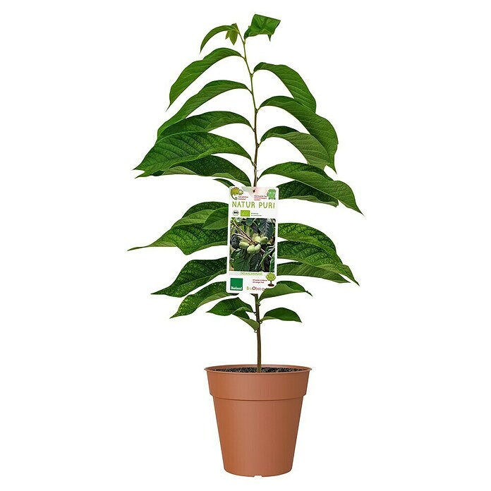 Piardino Obstbaum Indianerbanane (Asimina troloba, Topfvolumen: 5 l) | BAUHAUS