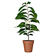 Piardino Obstbaum Indianerbanane (Asimina troloba, Topfvolumen: 5 l) | BAUHAUS