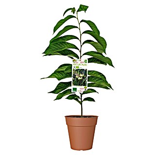 Piardino Obstbaum Indianerbanane (Asimina troloba, Topfvolumen: 5 l)