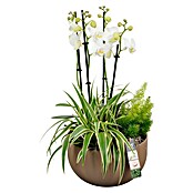 Arrangement Indoor 12
