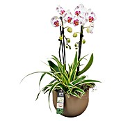 Arrangement Indoor Ostern Nr. 11 0